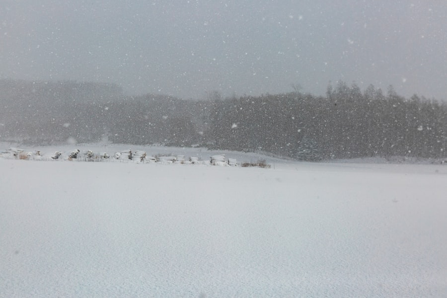 北海道の山林のイメージ